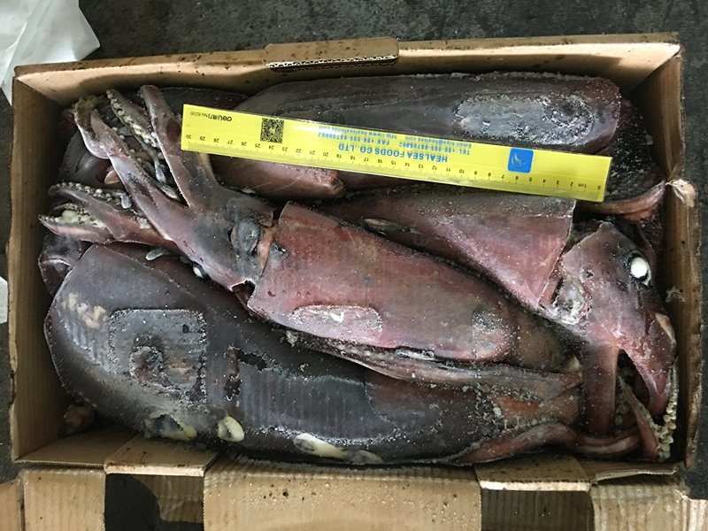 Wholesale Price Indian Ocean Frozen Squid,China price supplier - 21food