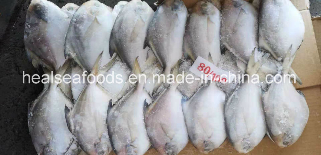Supply Diffirent Sizes of Frozen Silver Pomfret