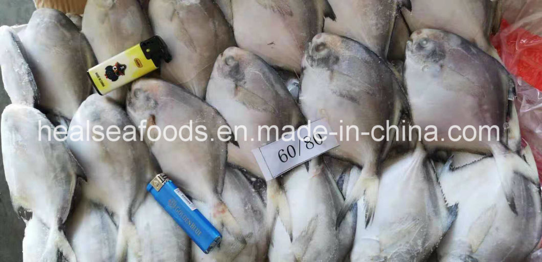 Supply Diffirent Sizes of Frozen Silver Pomfret