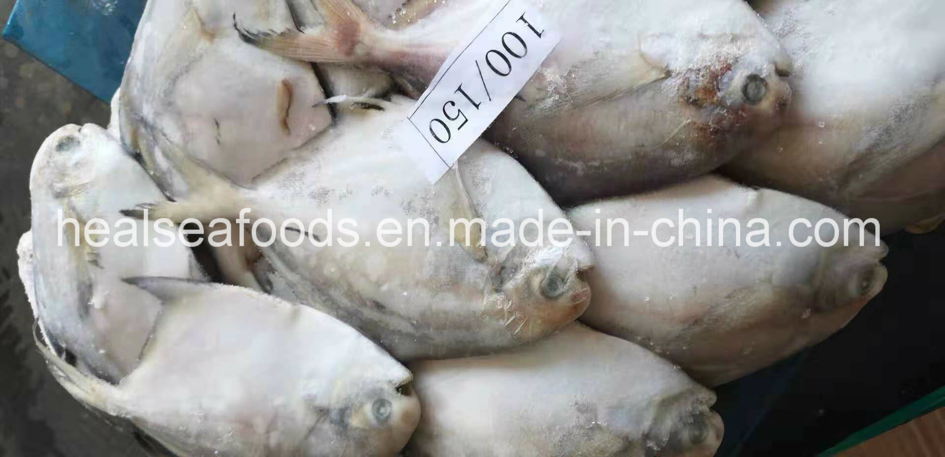 Supply Diffirent Sizes of Frozen Silver Pomfret