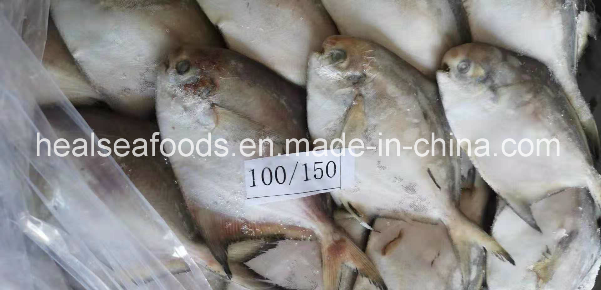 Supply Diffirent Sizes of Frozen Silver Pomfret