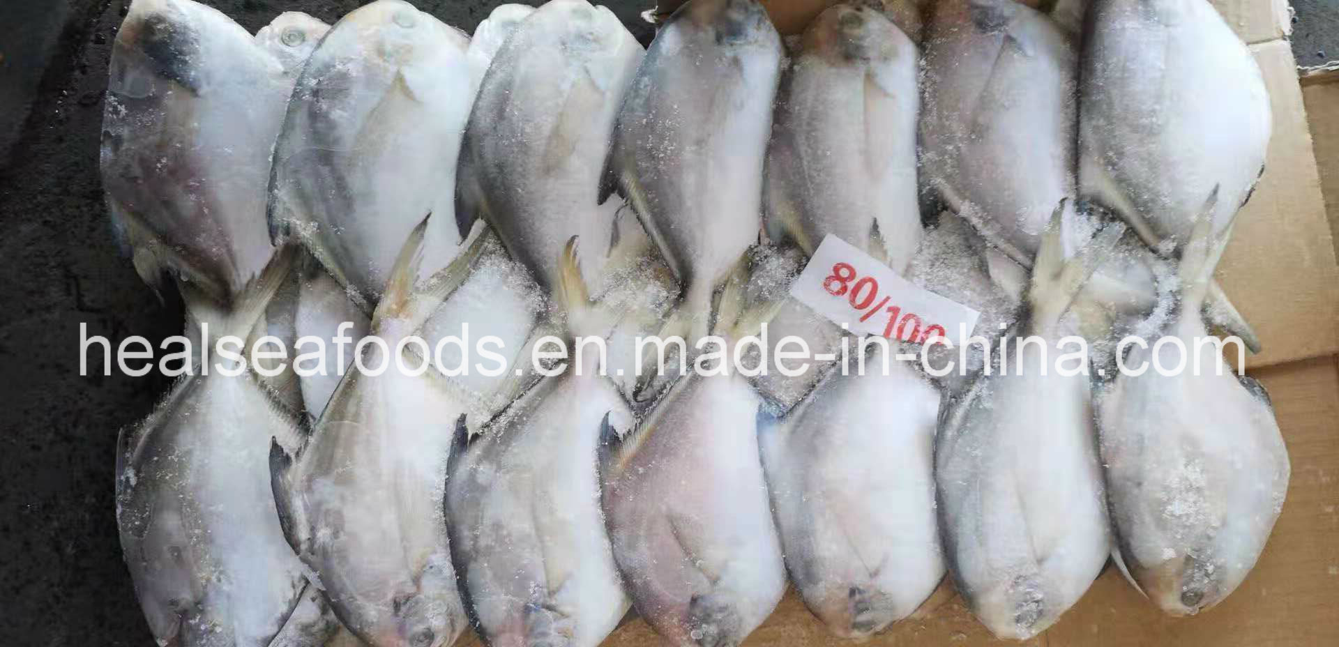 Supply Diffirent Sizes of Frozen Silver Pomfret