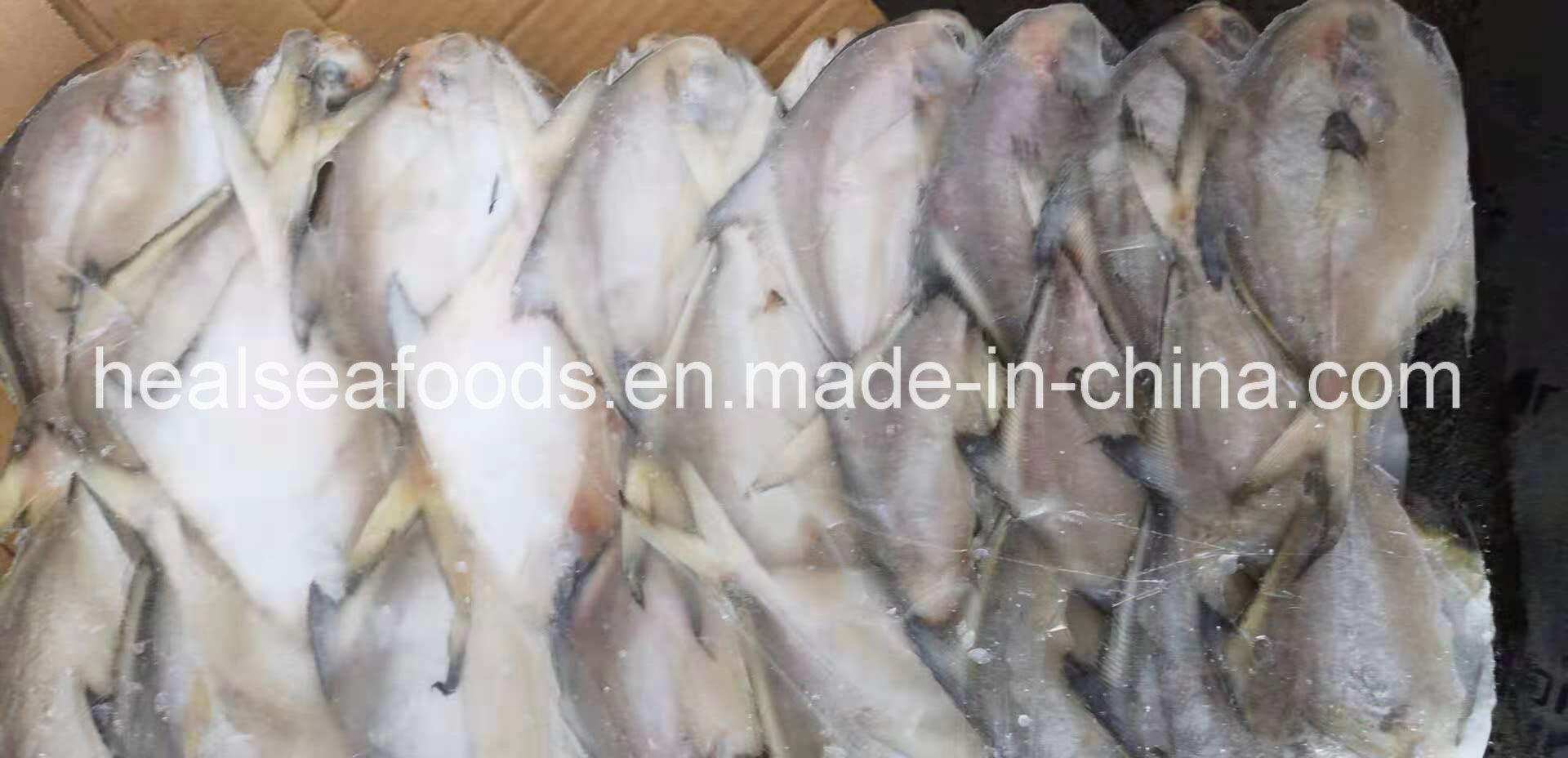 Supply Diffirent Sizes of Frozen Silver Pomfret
