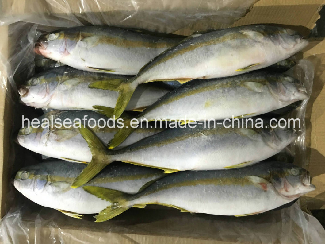 Seafood Frozen Yellow Tail Scad 500/700g