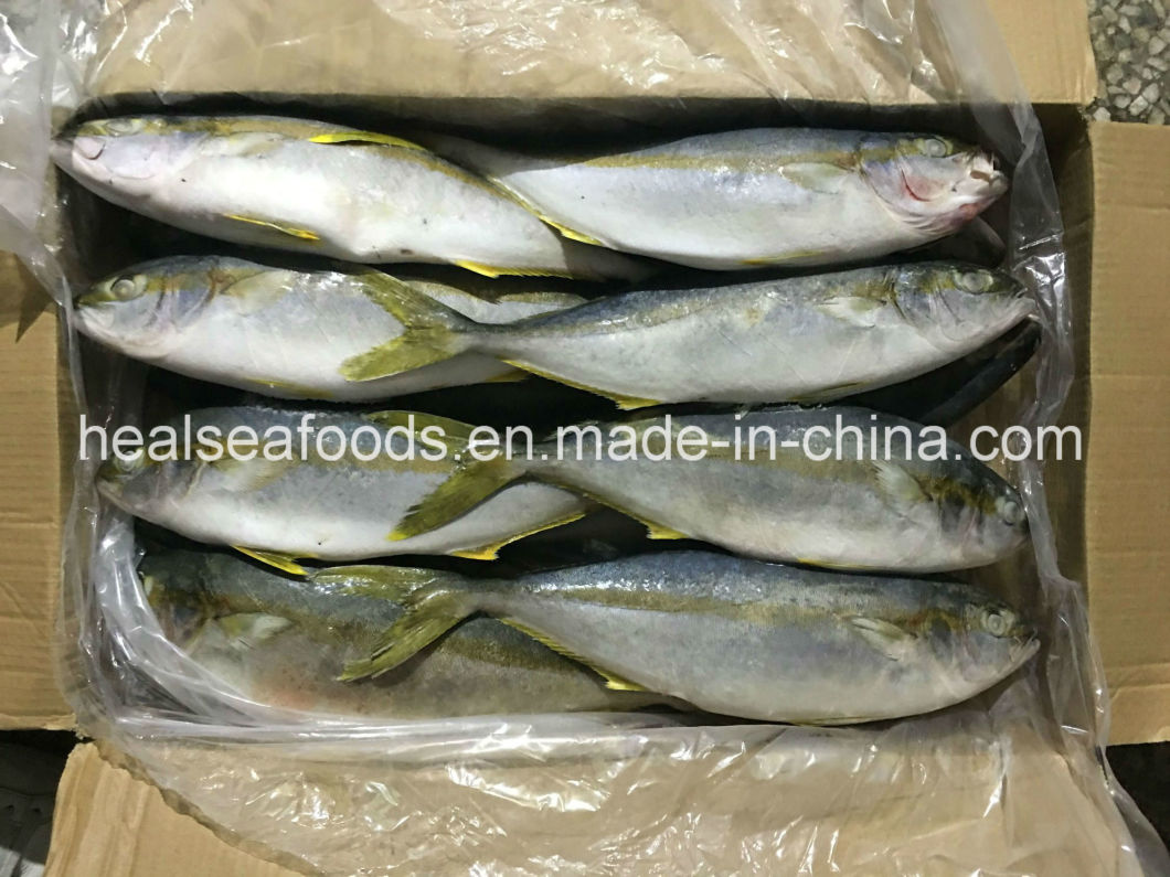Seafood Frozen Yellow Tail Scad 500/700g