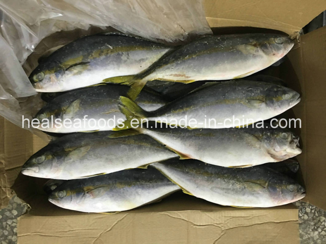Seafood Frozen Yellow Tail Scad 500 700g China Price Supplier 21food