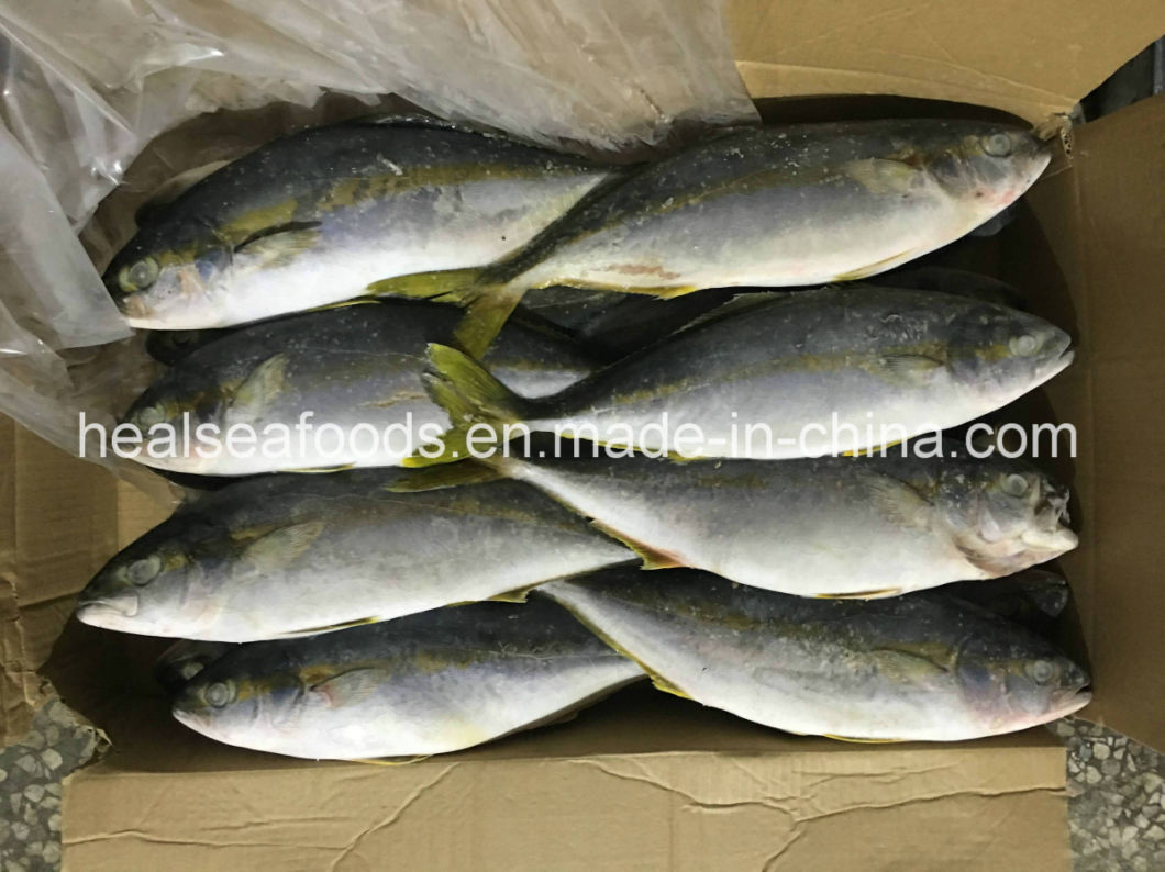 Seafood Frozen Yellow Tail Scad 500/700g