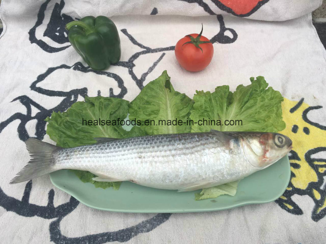 Frozen Grey Mullet Fish From Chinese Factory