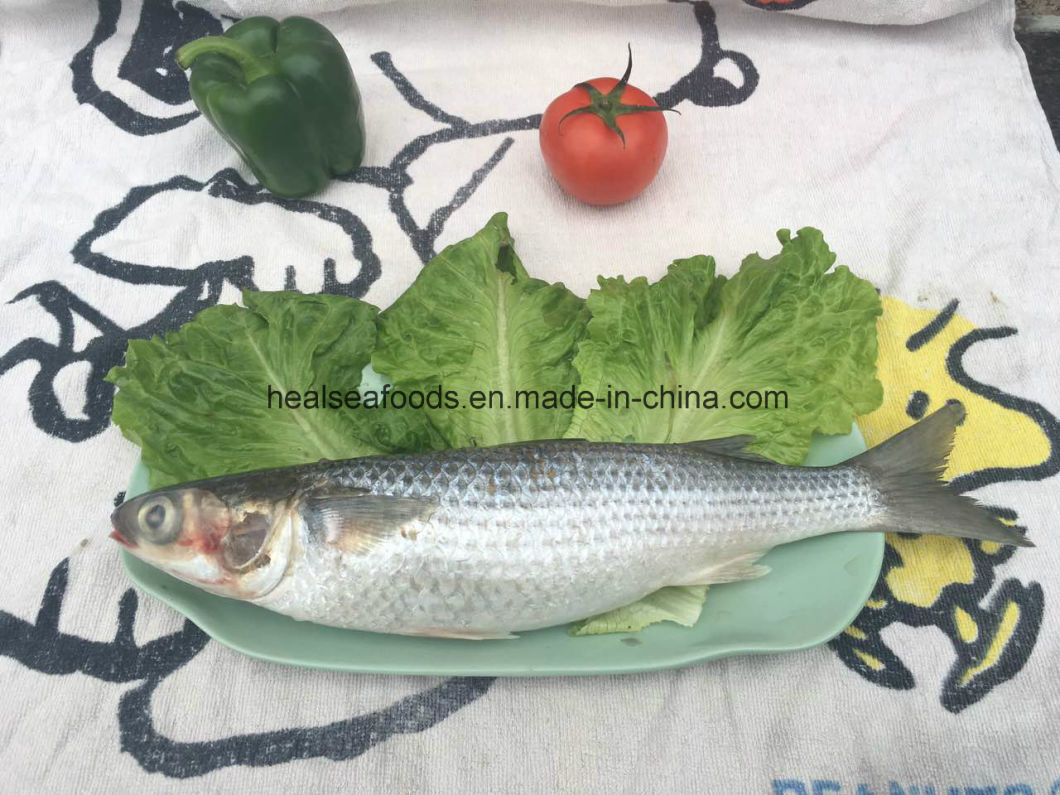 Frozen Grey Mullet Fish From Chinese Factory