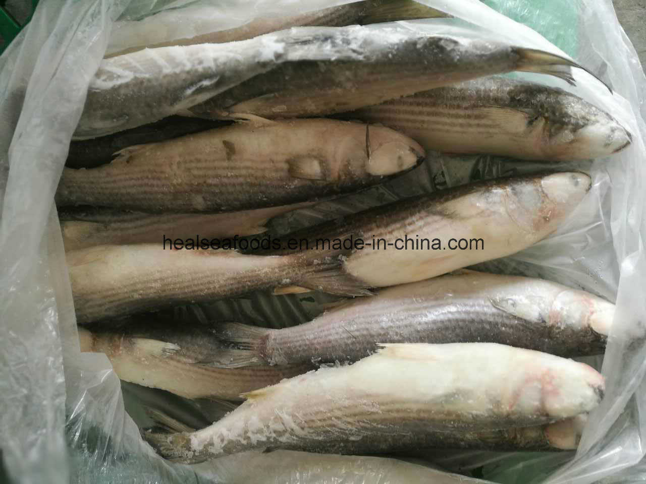 Frozen Grey Mullet Fish From Chinese Factory