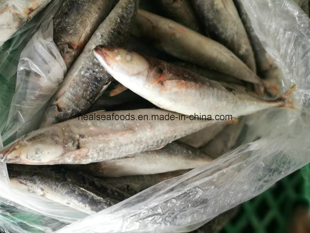 Frozen Grey Mullet Fish From Chinese Factory