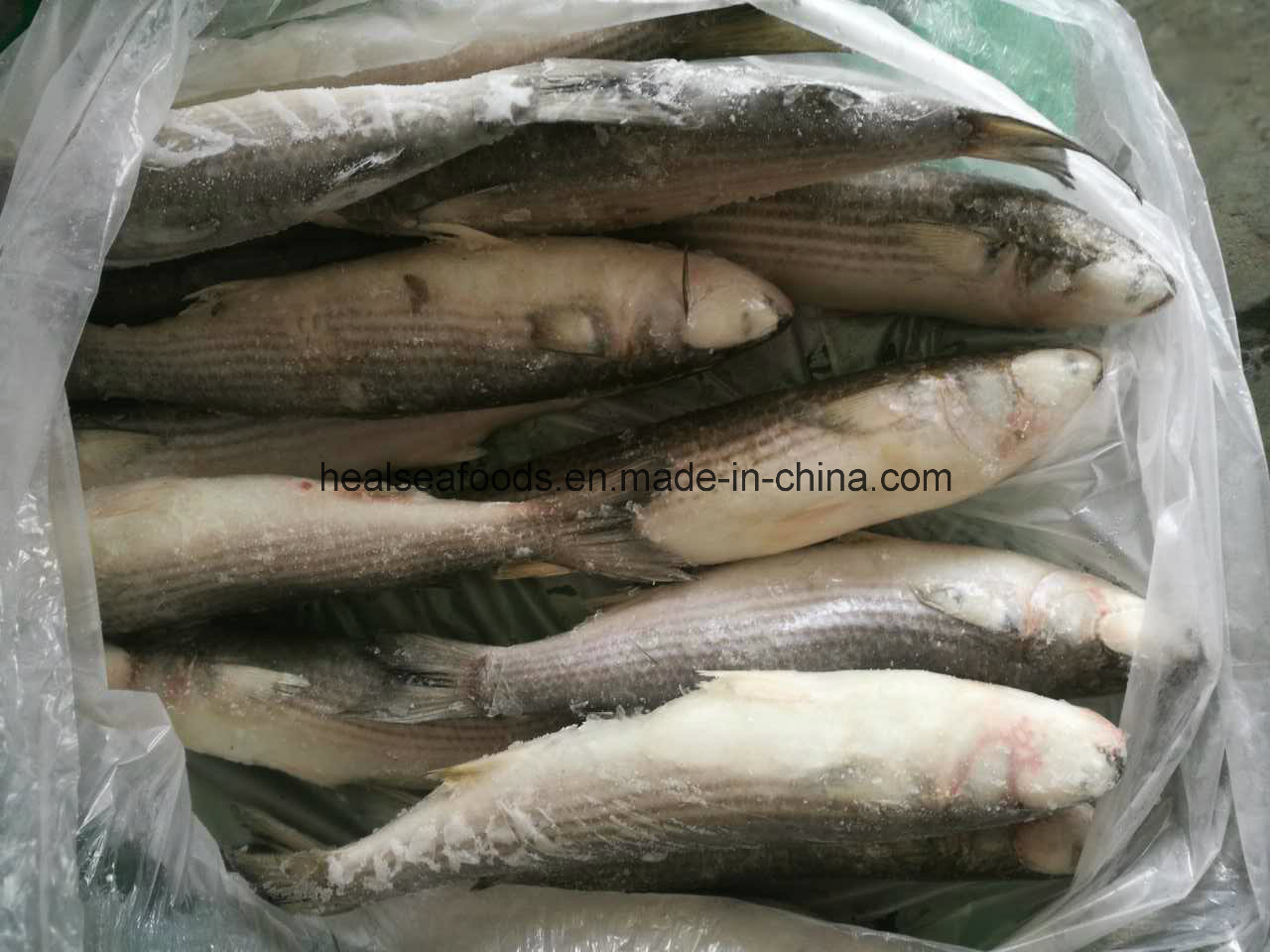 Frozen Grey Mullet Fish From Chinese Factory
