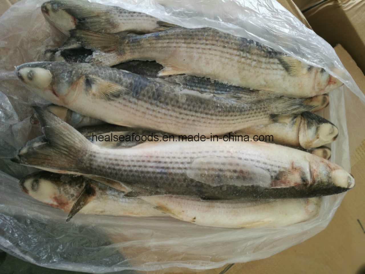 Frozen Grey Mullet Fish From Chinese Factory