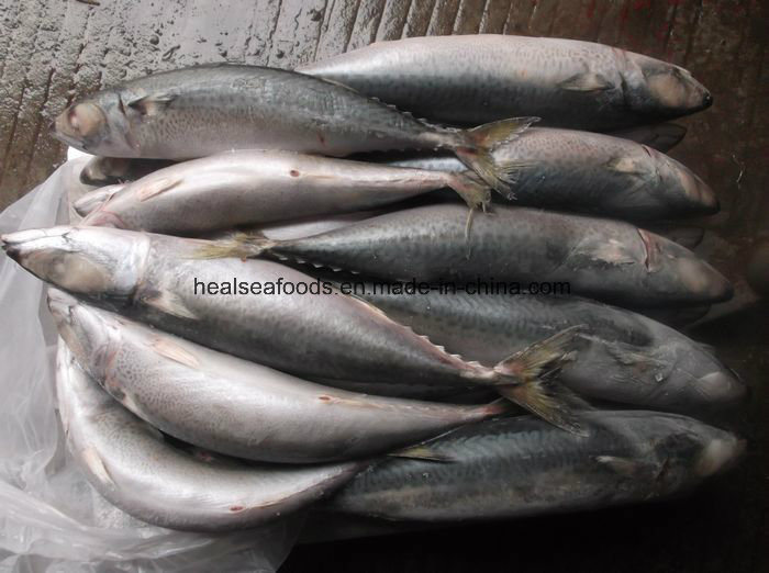 Frozen Mackerel Displayed in Good Order