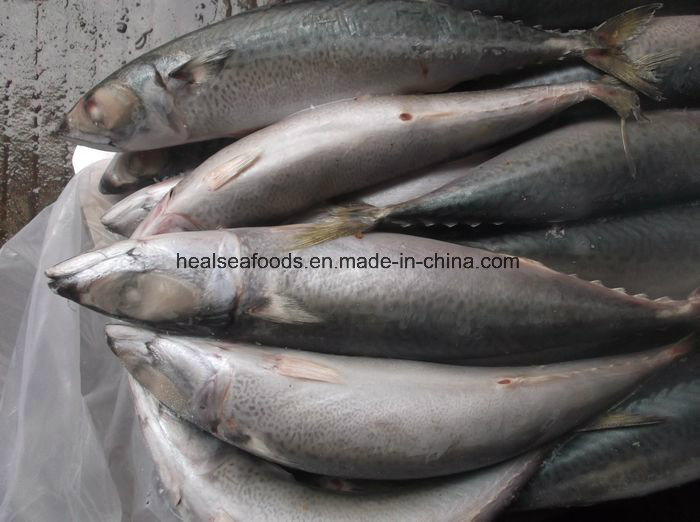 Frozen Mackerel Displayed in Good Order