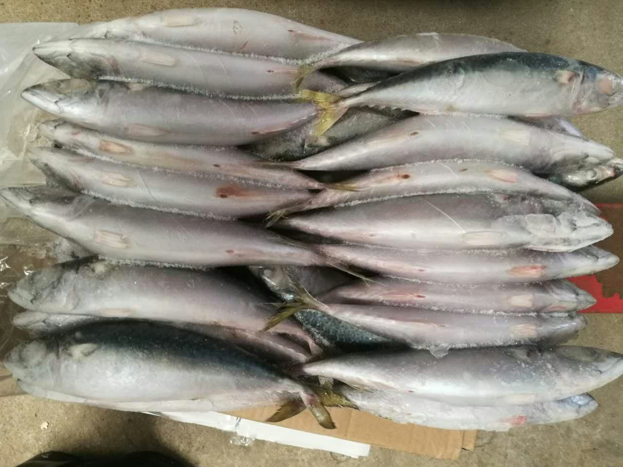 Frozen Mackerel Displayed in Good Order