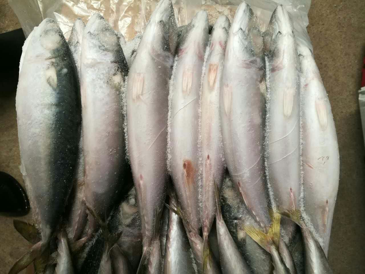Frozen Mackerel Displayed in Good Order