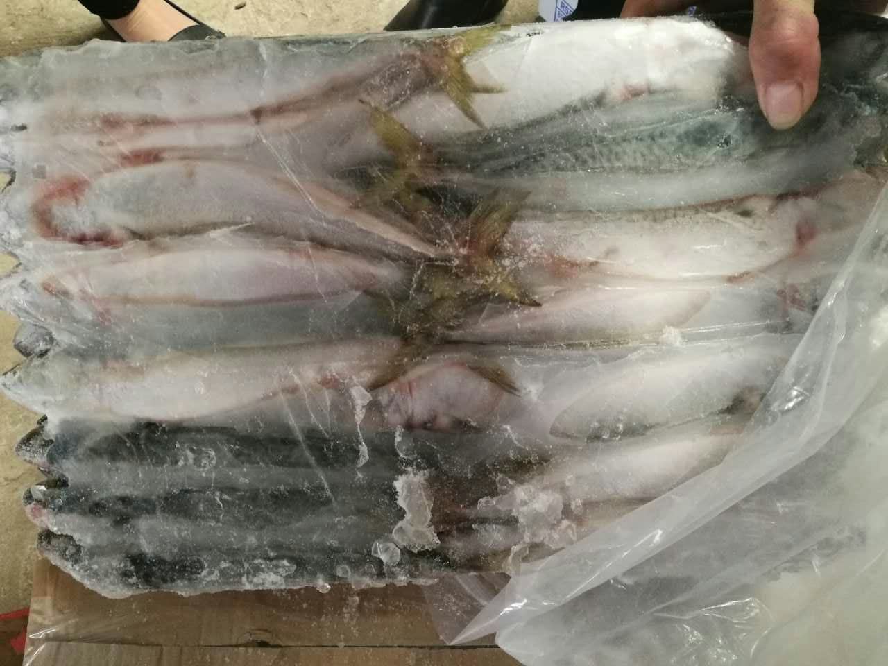 Frozen Mackerel Displayed in Good Order