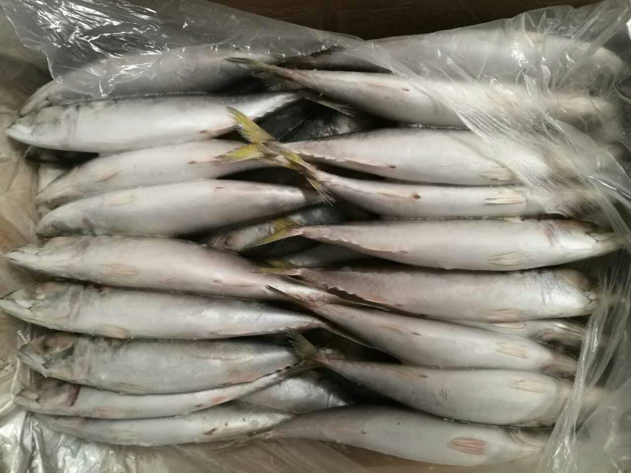 Frozen Mackerel Displayed in Good Order