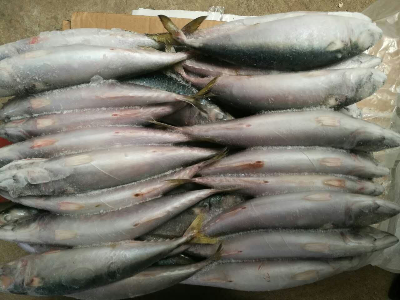 Frozen Mackerel Displayed in Good Order
