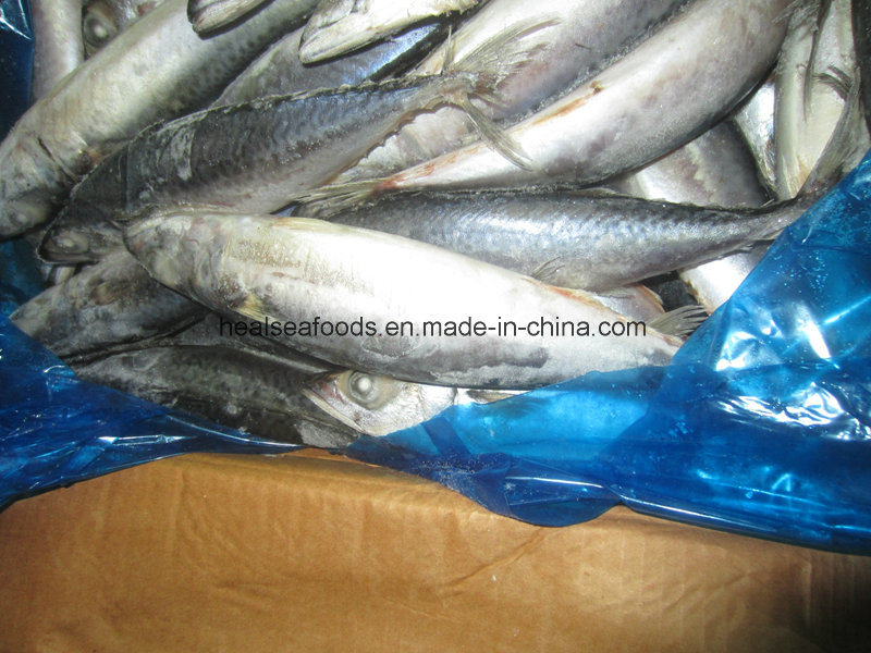 Shiny Mackerel with White Belly