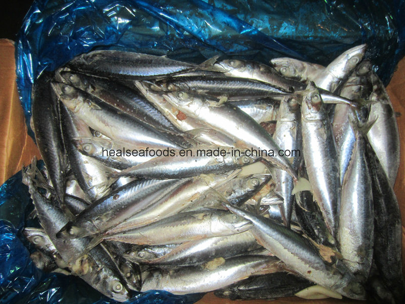 Shiny Mackerel with White Belly