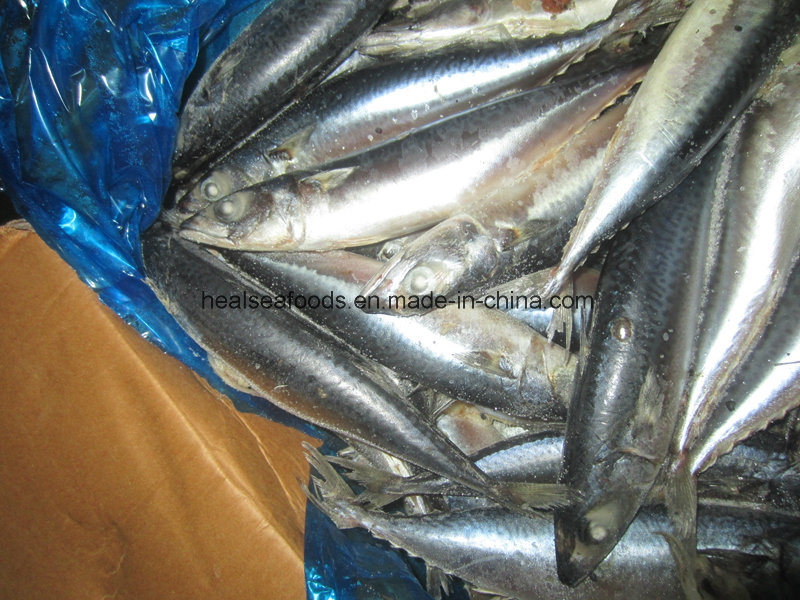 Shiny Mackerel with White Belly
