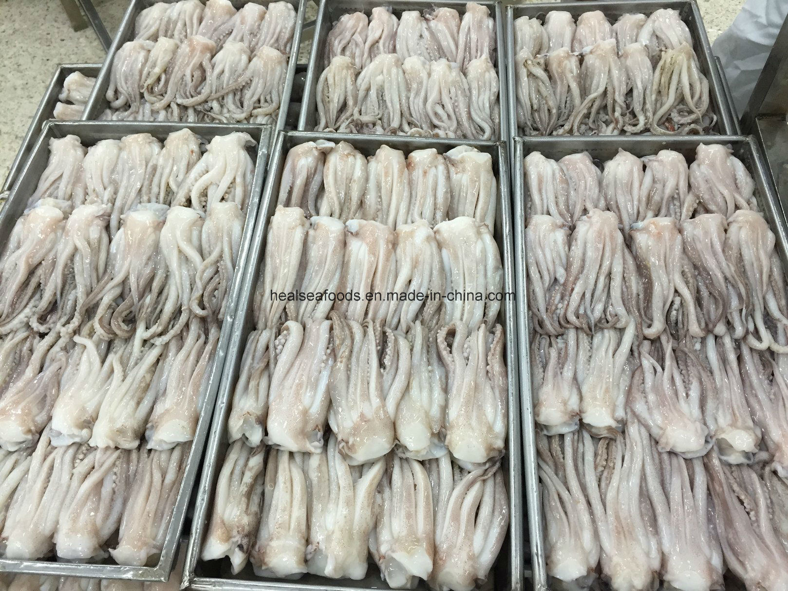 Frozen Illex Argentinus Squid Head