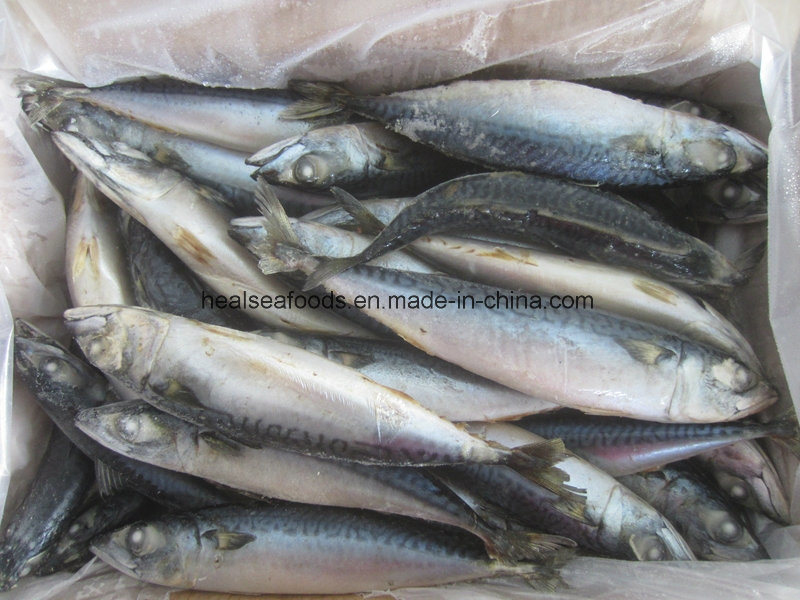 Frozen White Belly Mackerel on Sale