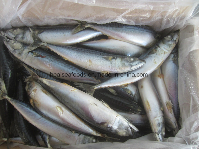 Frozen White Belly Mackerel on Sale