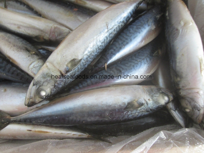 Frozen White Belly Mackerel on Sale