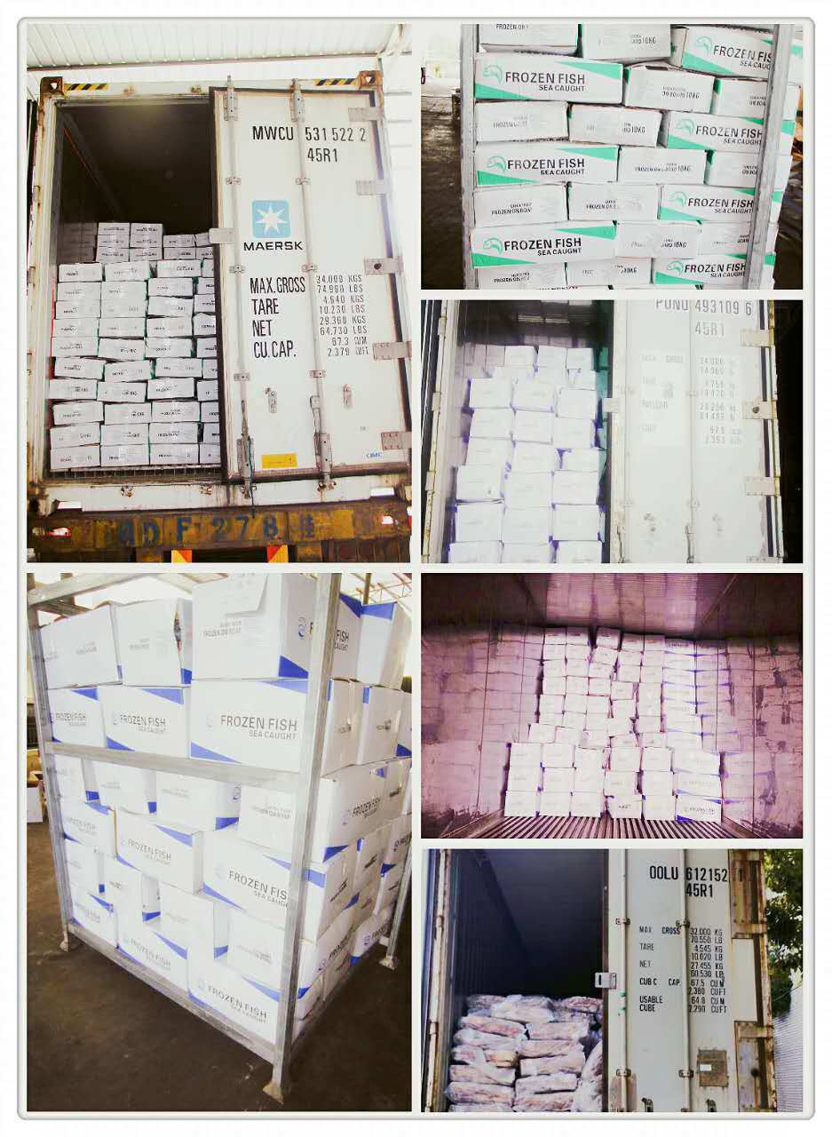 Frozen White Belly Mackerel on Sale