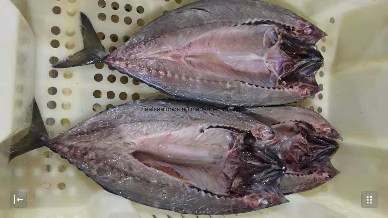 Frozen White Belly Mackerel on Sale