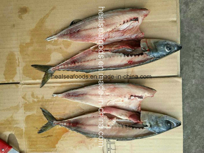 Frozen White Belly Mackerel on Sale