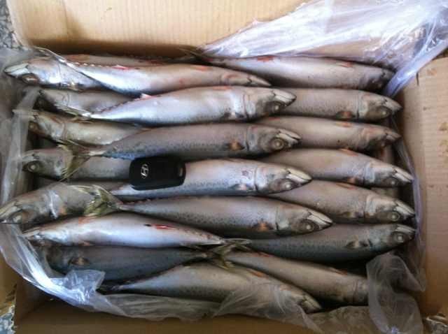Chinese Blue Mackerel From China Mackerel Factory (70g-80g)