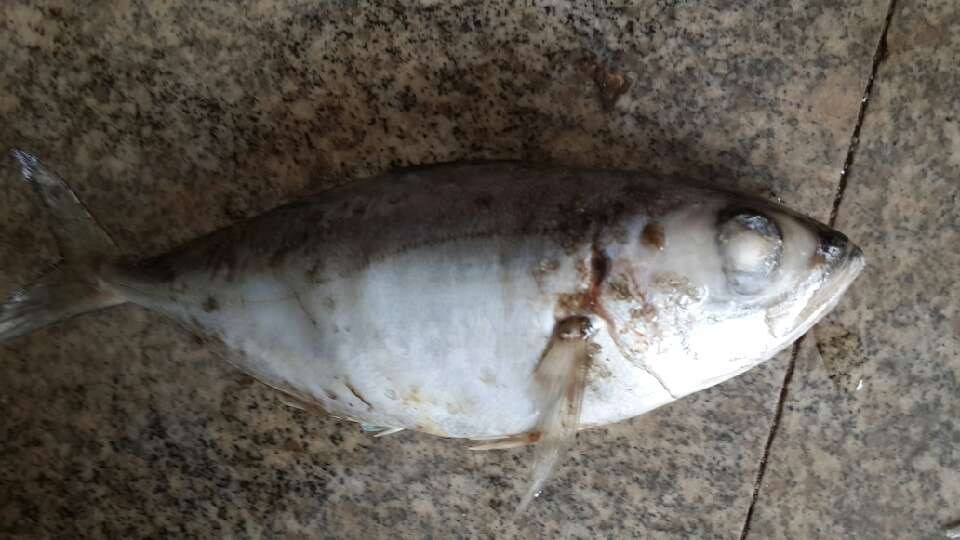 Frozen Rounds Scad /Frozen Big Eye Scad