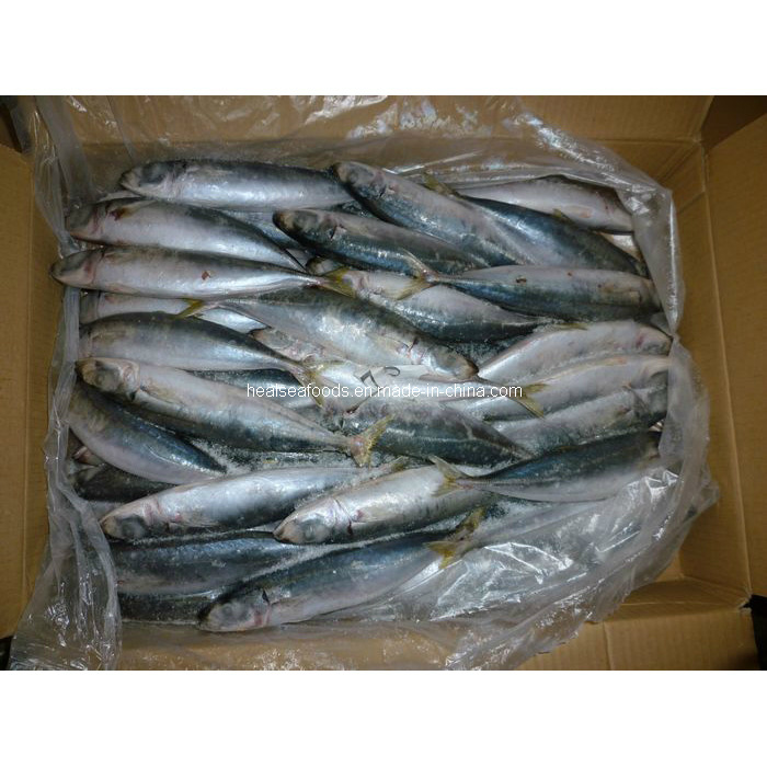 Frozen Rounds Scad /Frozen Big Eye Scad