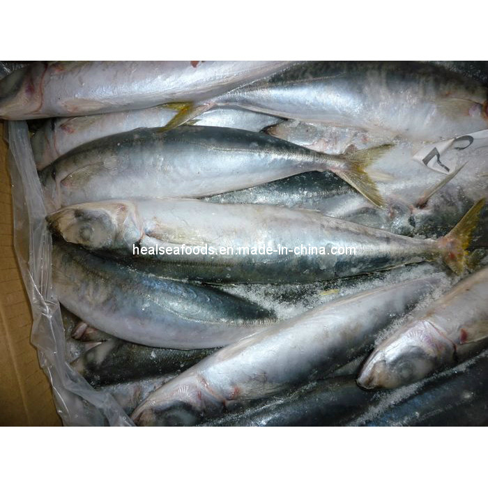 Frozen Rounds Scad /Frozen Big Eye Scad