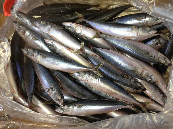 Frozen Mackerel on Board with Best Quality