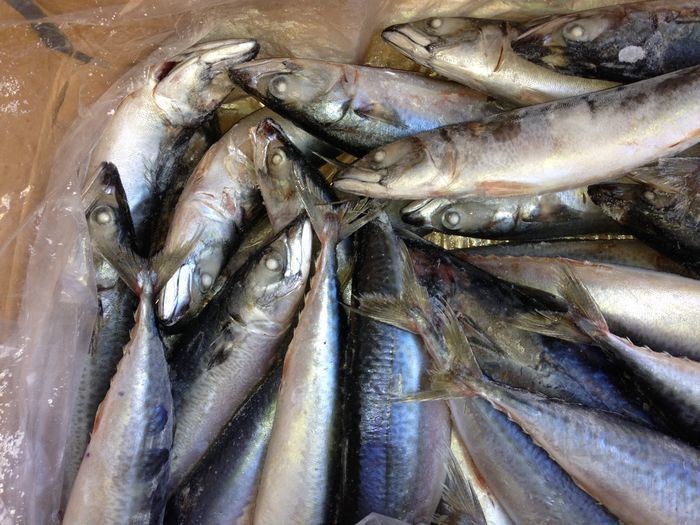 Frozen Mackerel on Board with Best Quality