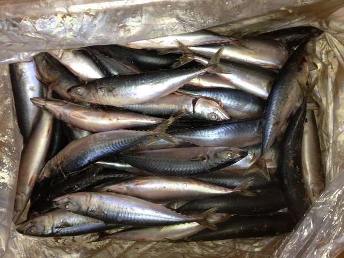 Frozen Mackerel on Board with Best Quality