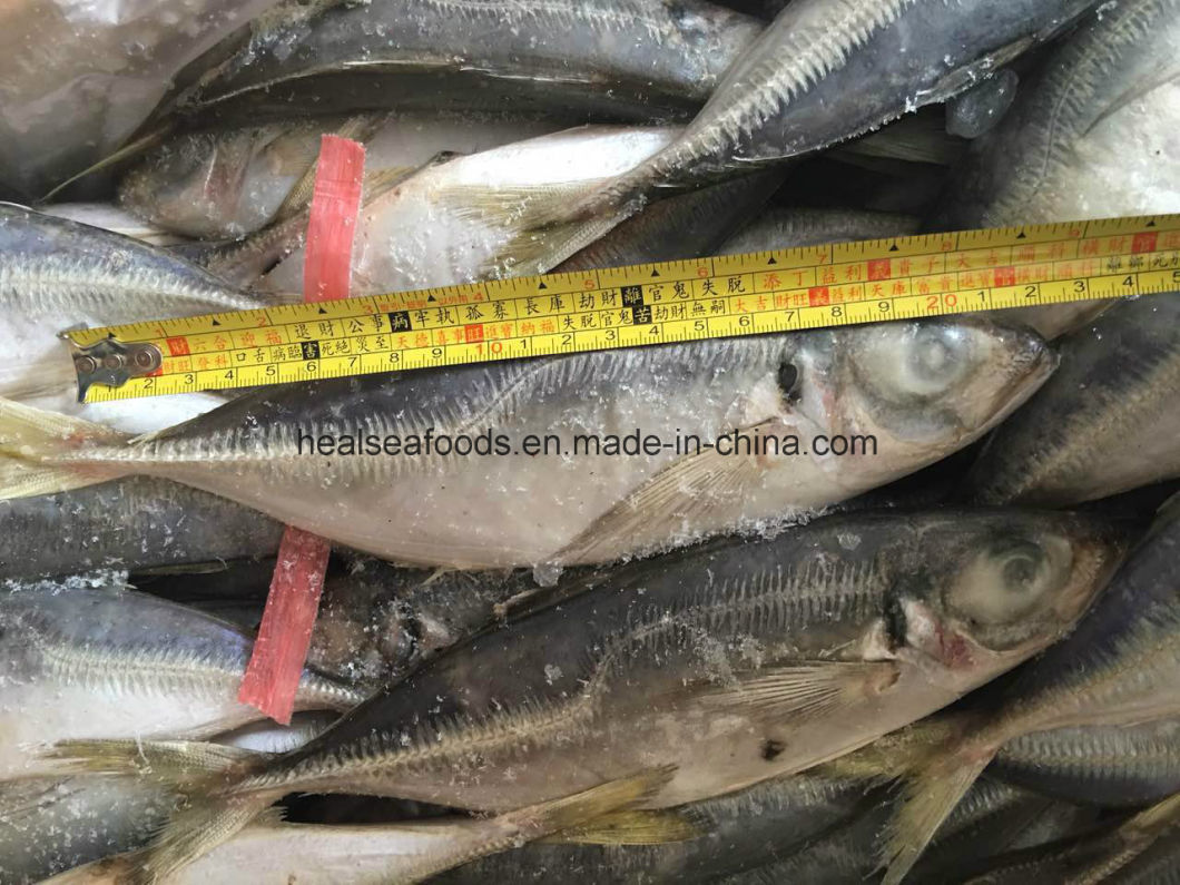 Frozen Horse Mackerel (25-30CM) for Sale