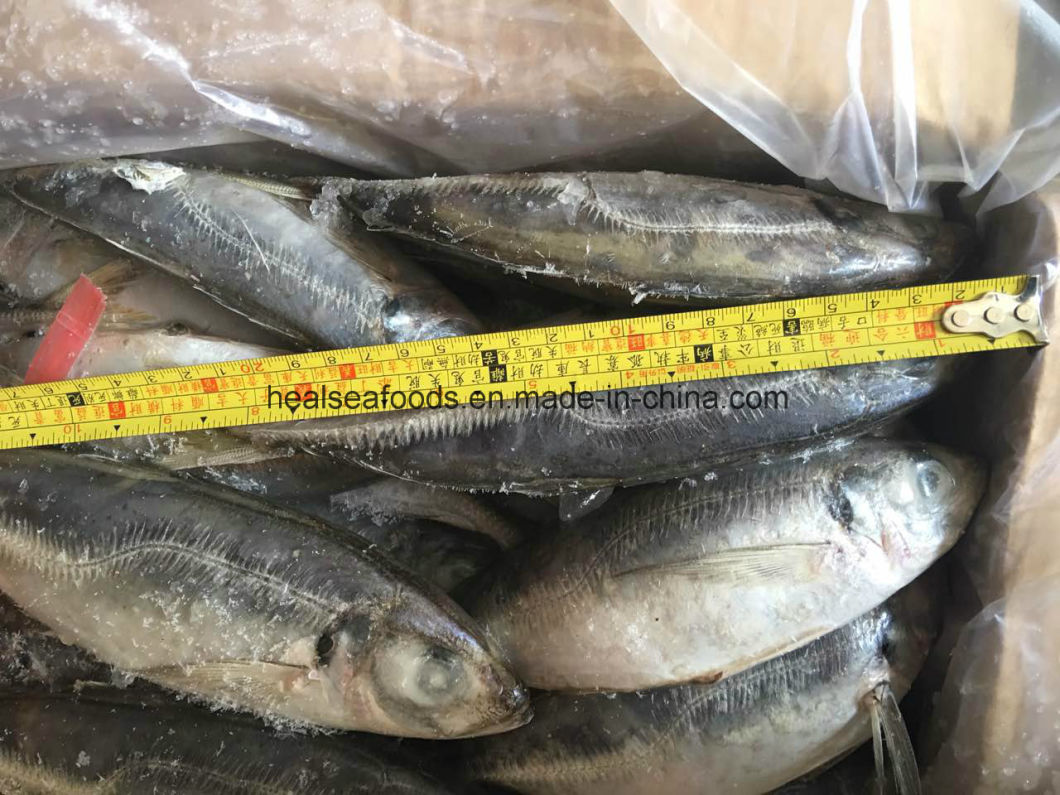 Frozen Horse Mackerel (25-30CM) for Sale