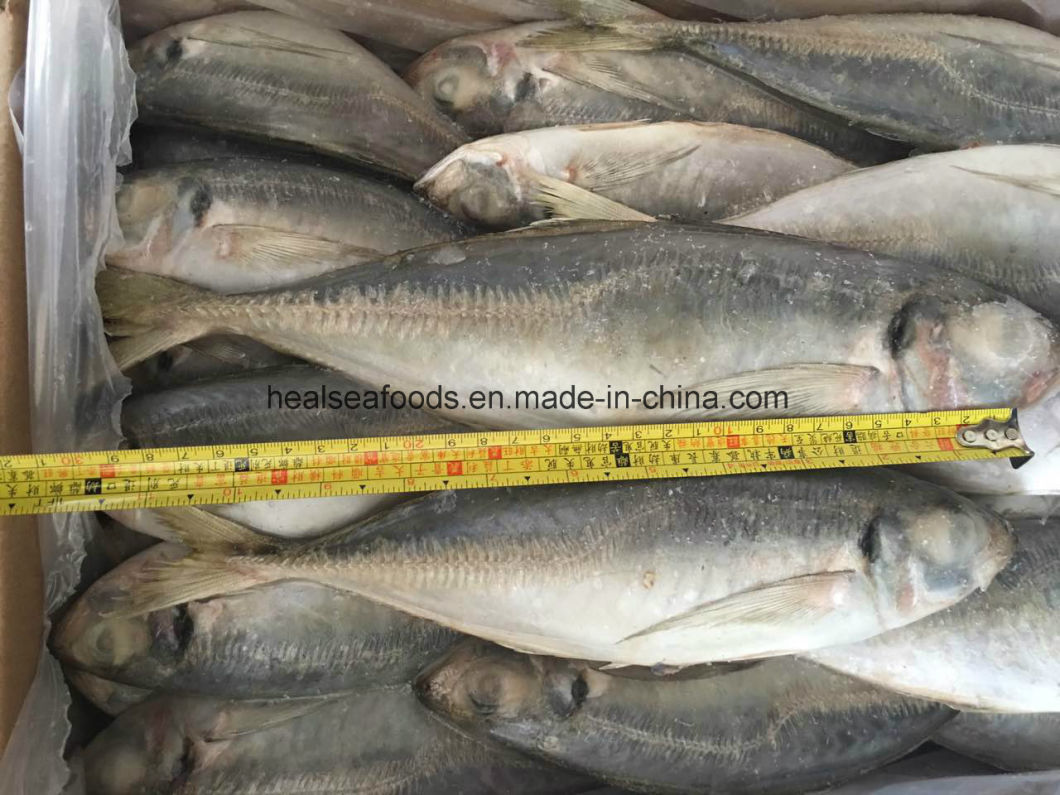 Frozen Horse Mackerel (25-30CM) for Sale