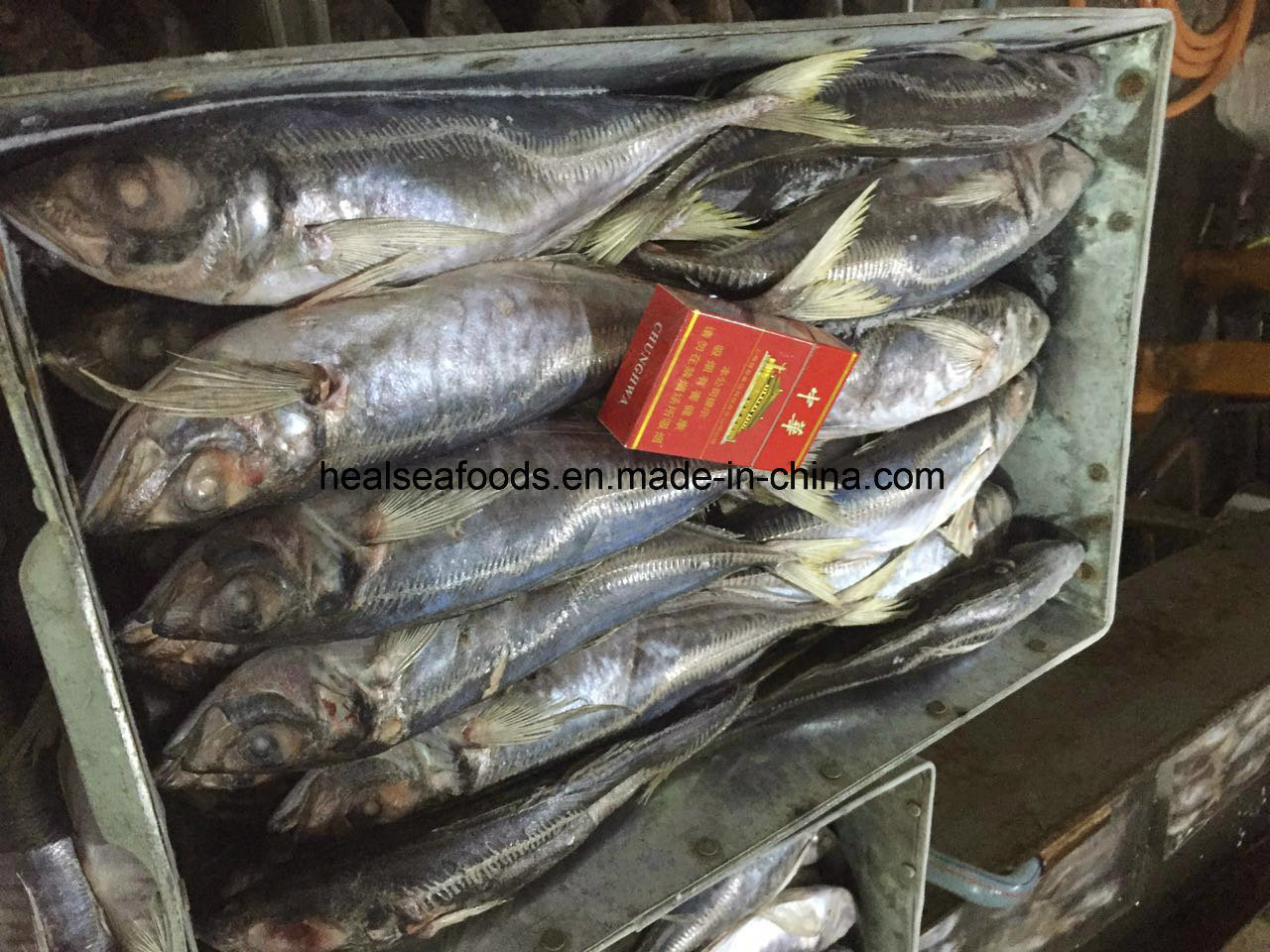 Frozen Horse Mackerel (25-30CM) for Sale