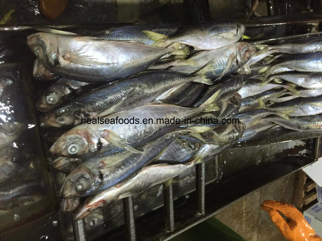 Frozen Horse Mackerel (25-30CM) for Sale