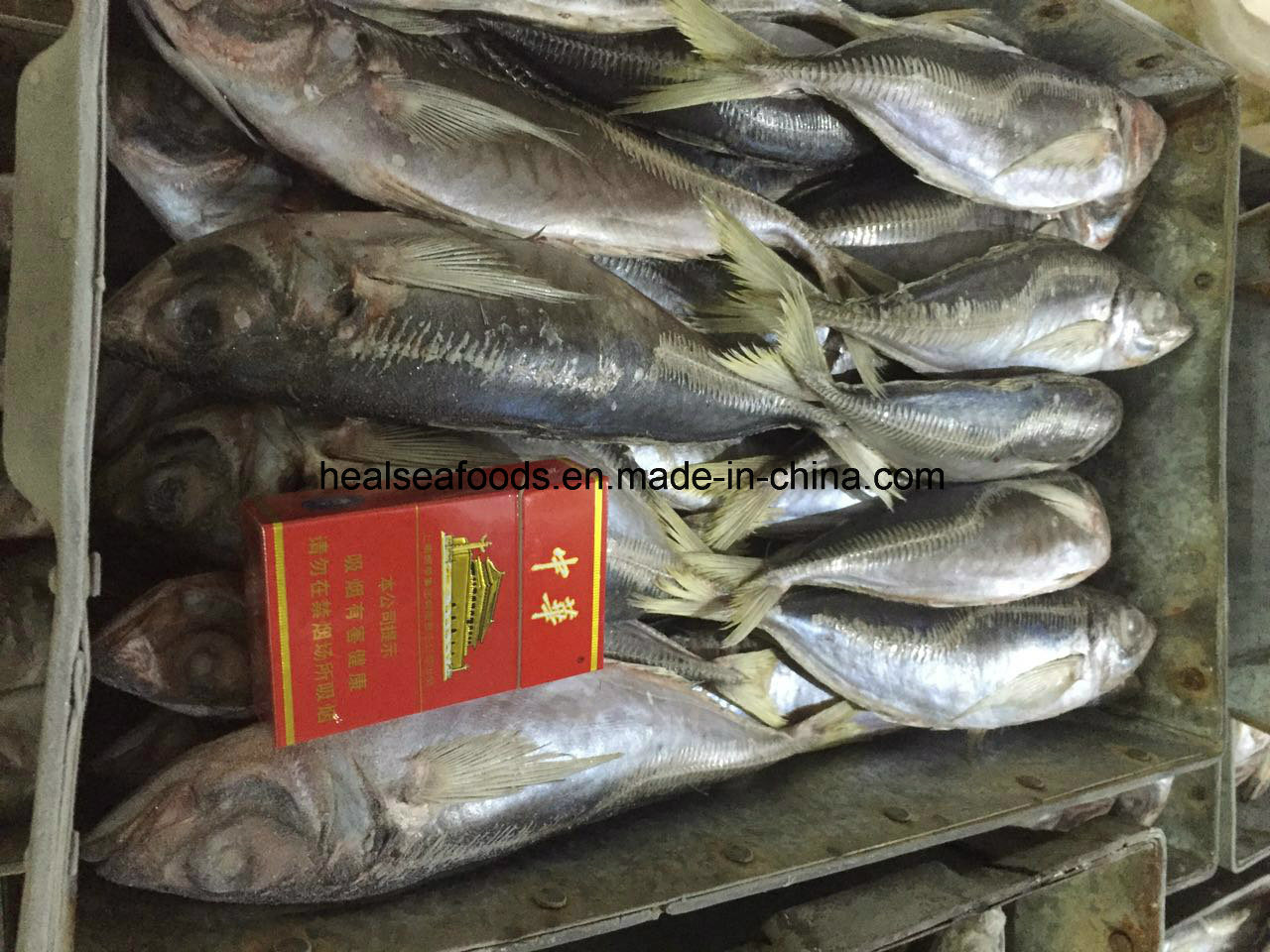 Frozen Horse Mackerel (25-30CM) for Sale