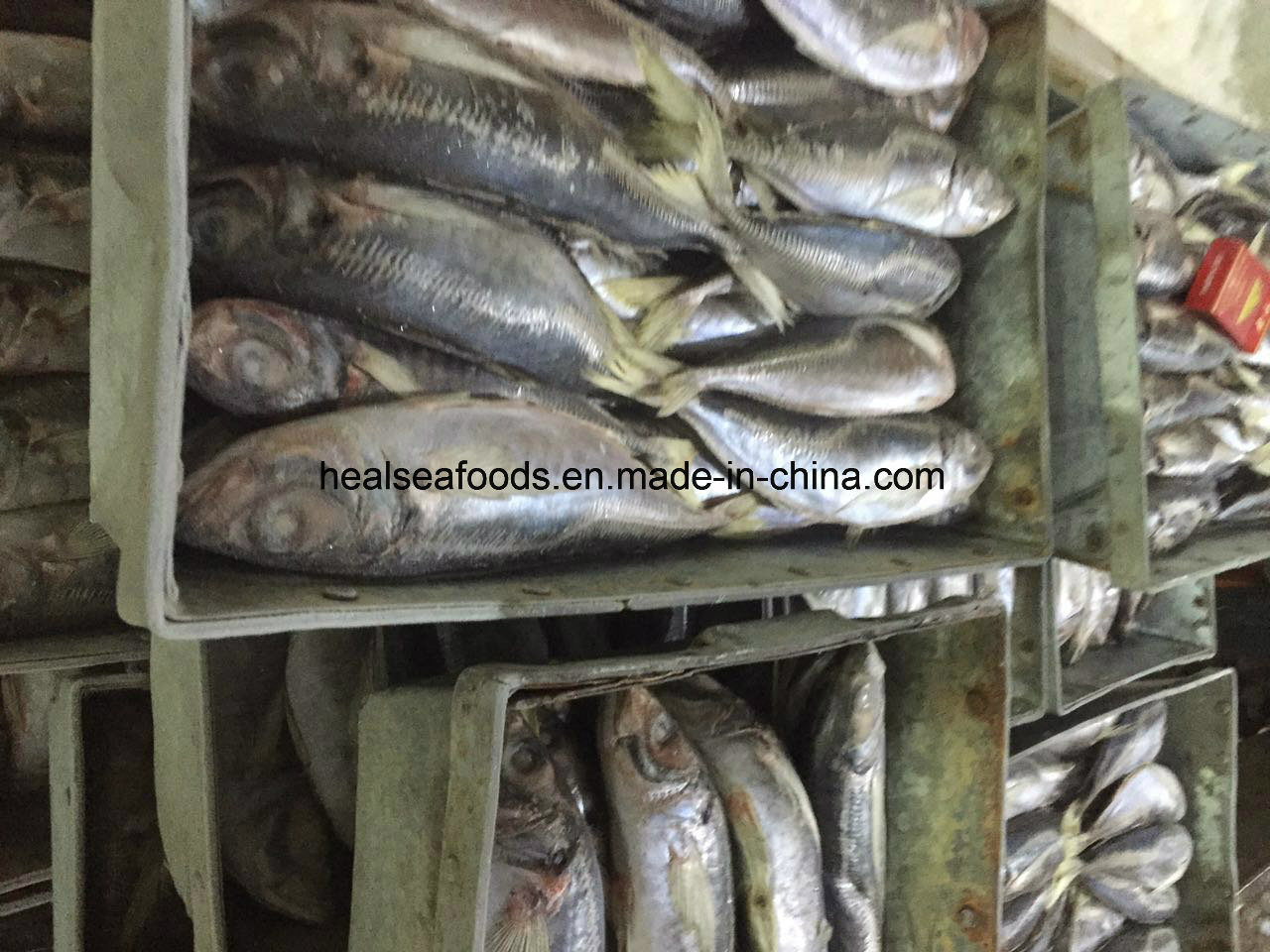 Frozen Horse Mackerel (25-30CM) for Sale