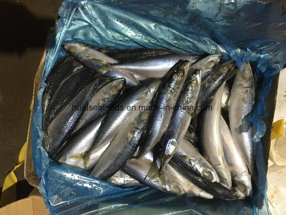 Whole Round Mackerel for Africa Market (150-200g)