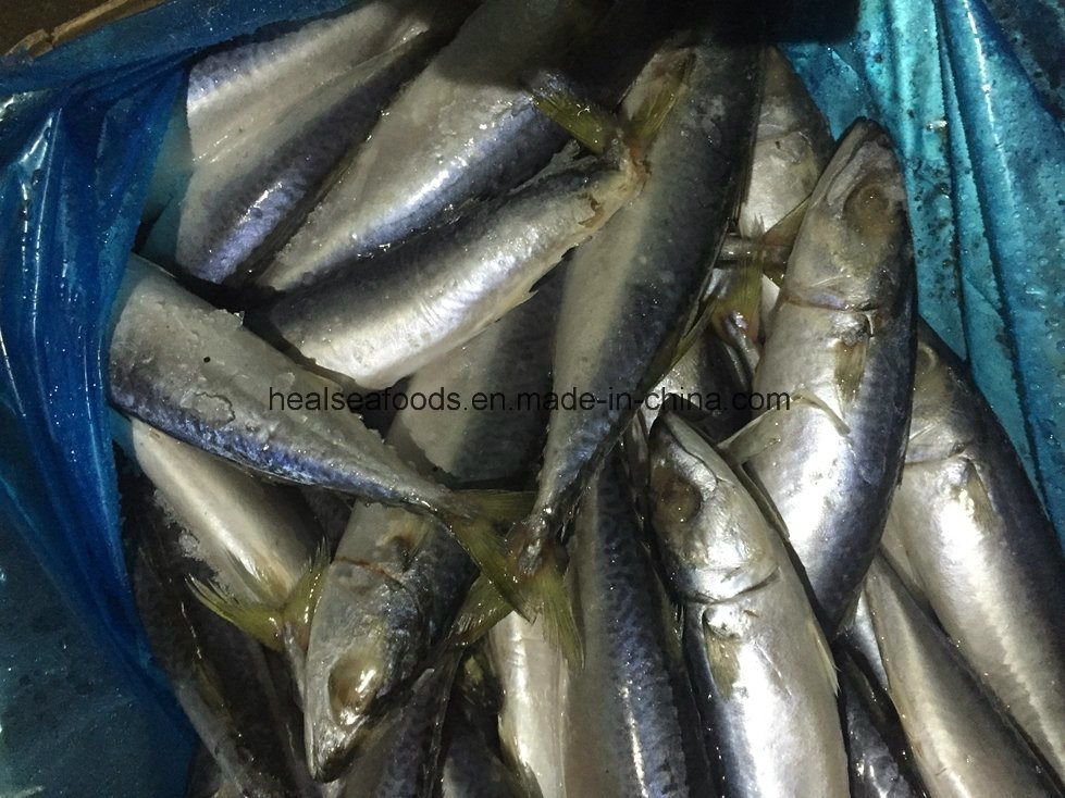 Whole Round Mackerel for Africa Market (150-200g)